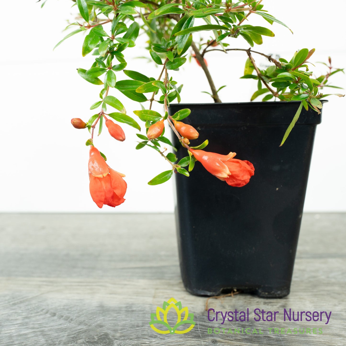 Punica granatum (Micro Dwarf) - Pomegranate