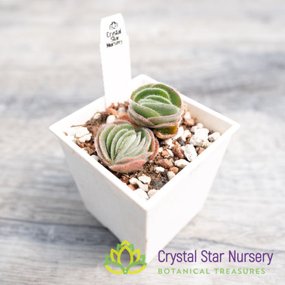 Crassula Tomentosa