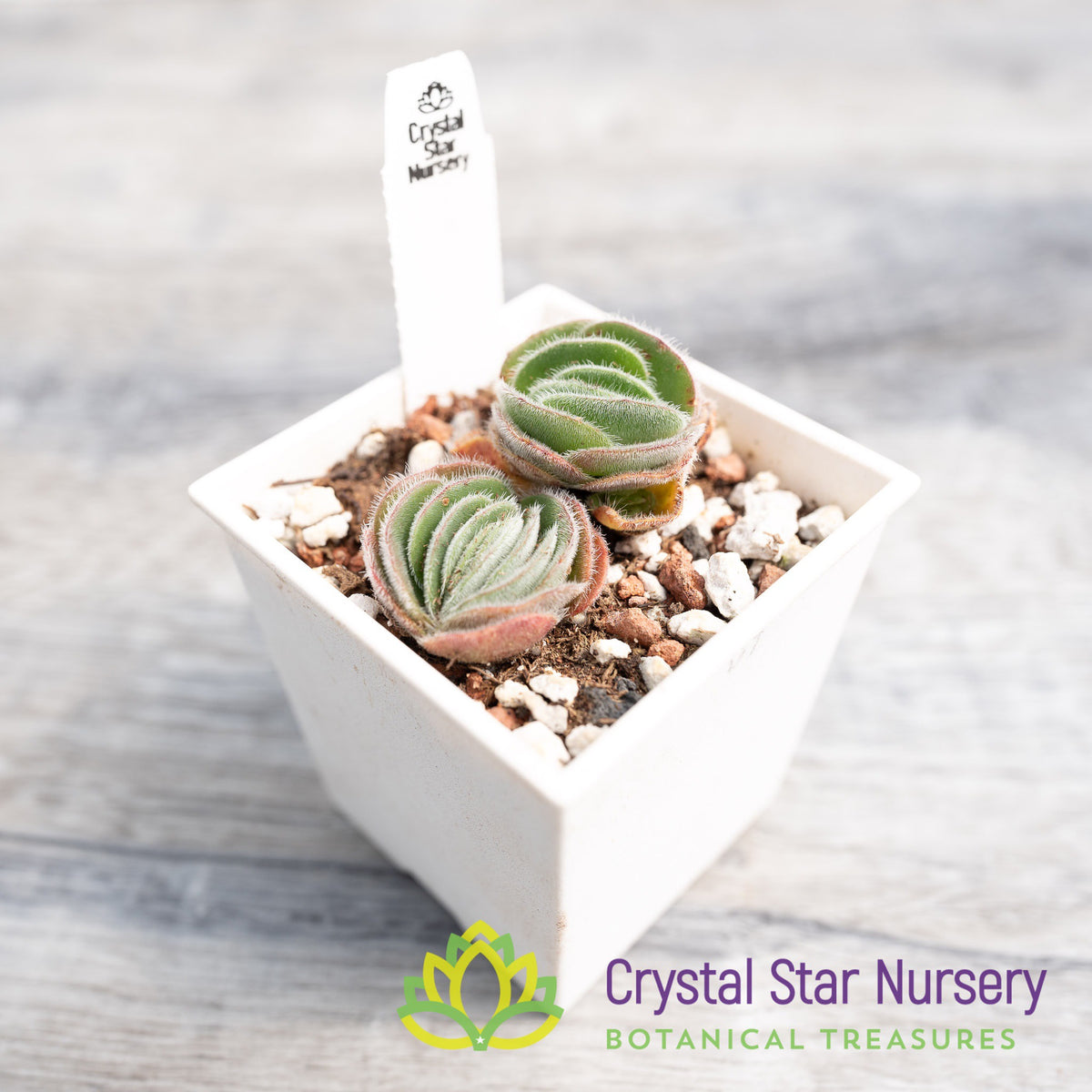 Crassula Tomentosa