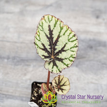 Begonia Rex Megalo 'Fedor'