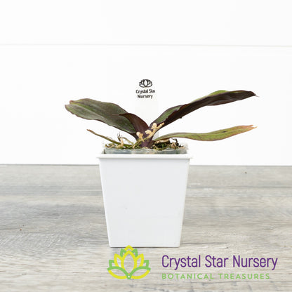 Phalaenopsis chibae x self (PNS87)