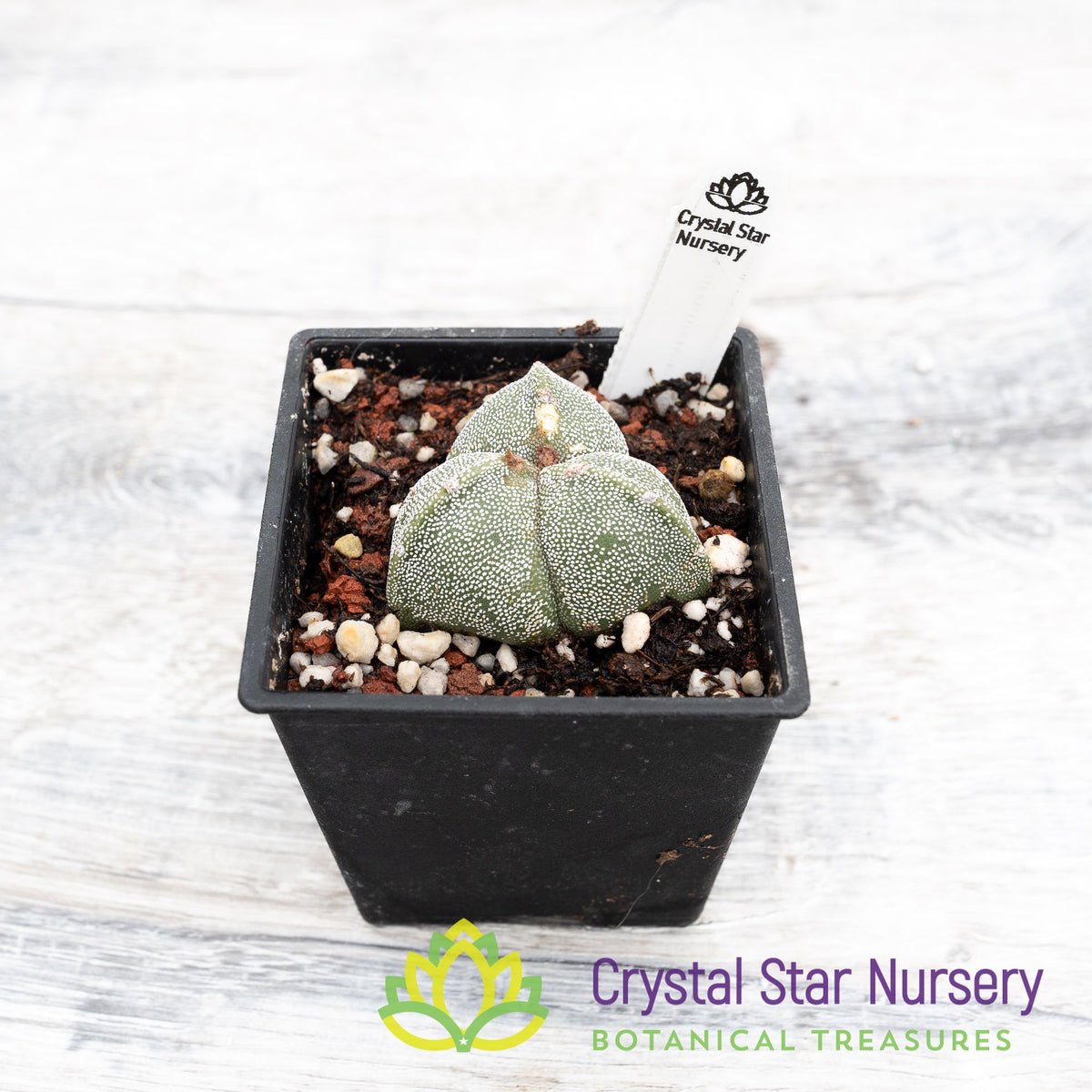 Astrophytum Myriostigma var. Tricostatum