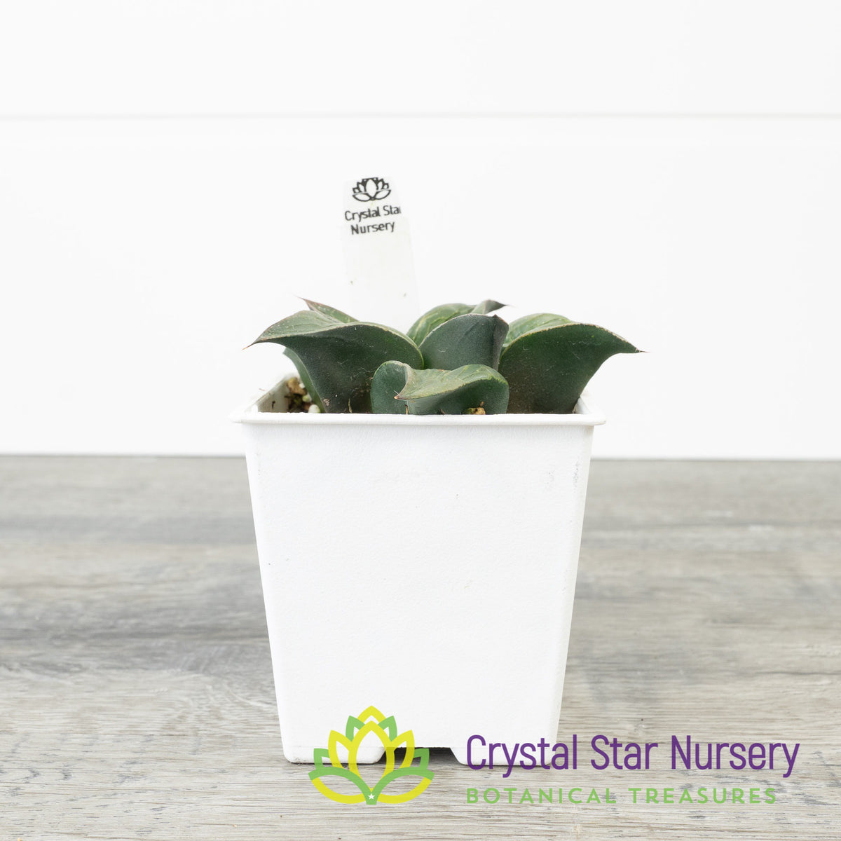 Haworthia Comptoniana Hybrid (YZ001)