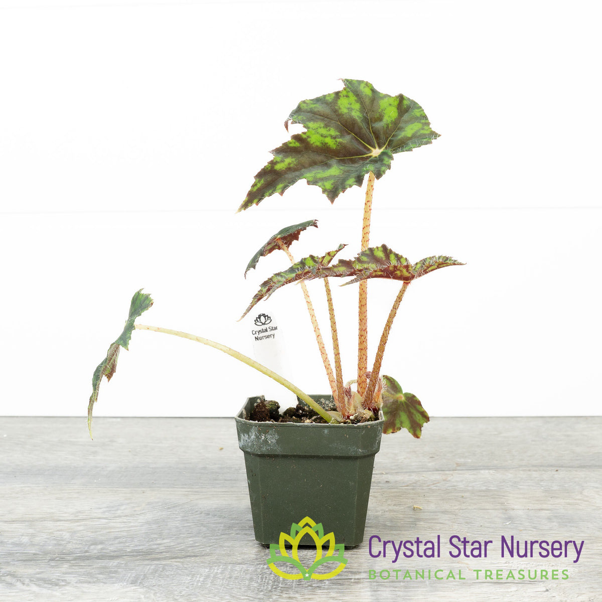 Rex Begonia NOID (A)