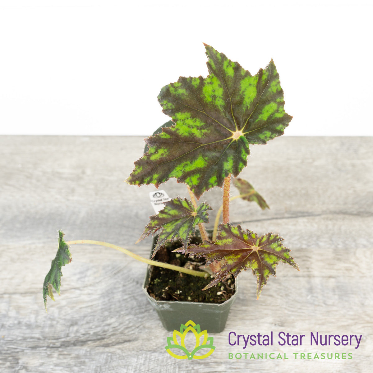 Rex Begonia NOID (A)