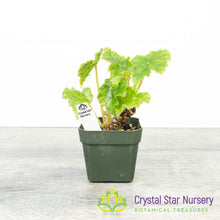 Rex Begonia NOID (B)