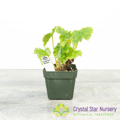 Rex Begonia NOID (B)