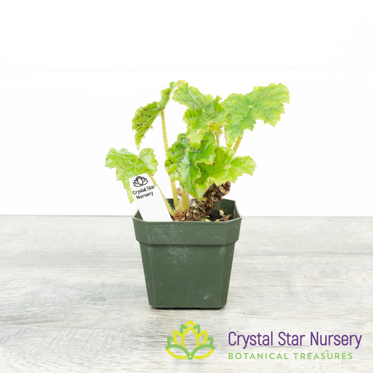 Rex Begonia NOID (B)