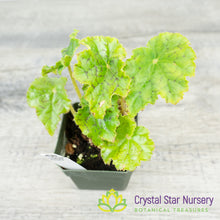 Rex Begonia NOID (B)