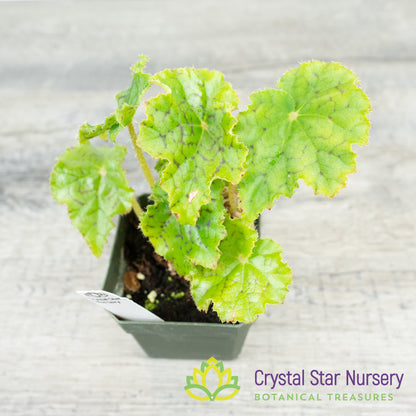 Rex Begonia NOID (B)