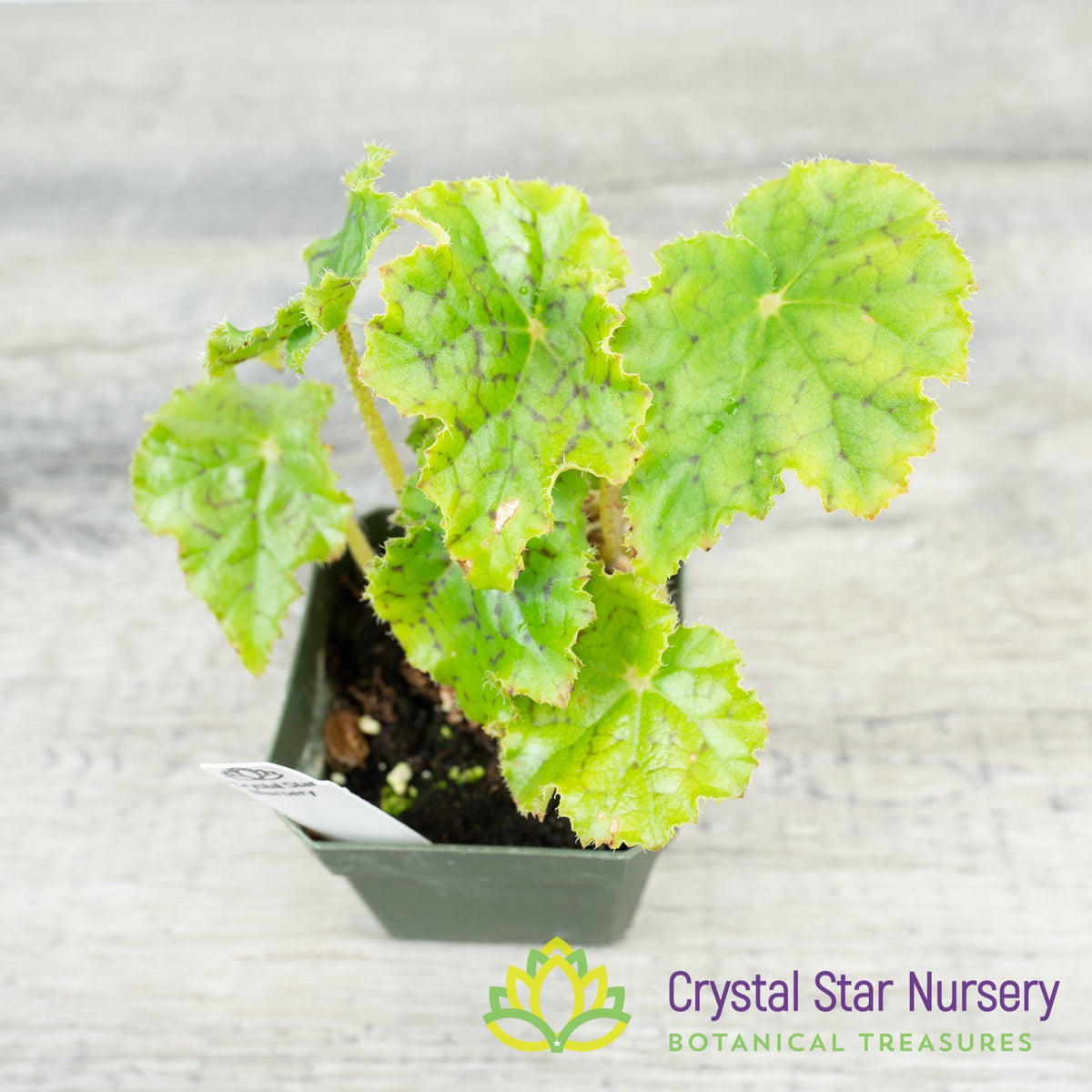 Rex Begonia NOID (B)