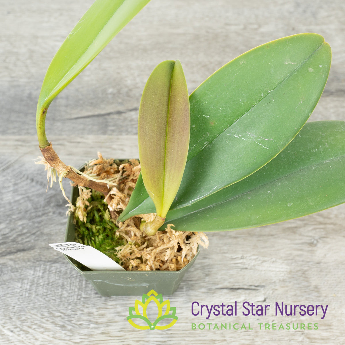 Bulbophyllum Cheiri (#5-B)