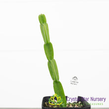 Rhipsalis Paradoxa