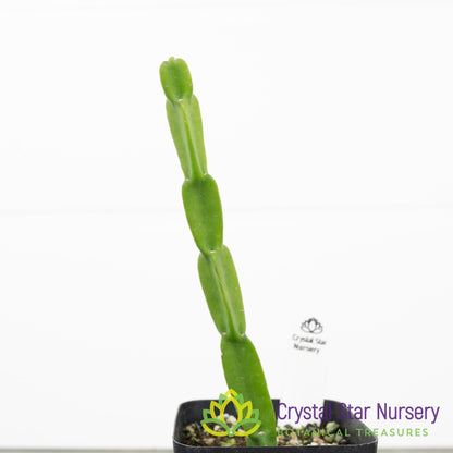 Rhipsalis Paradoxa