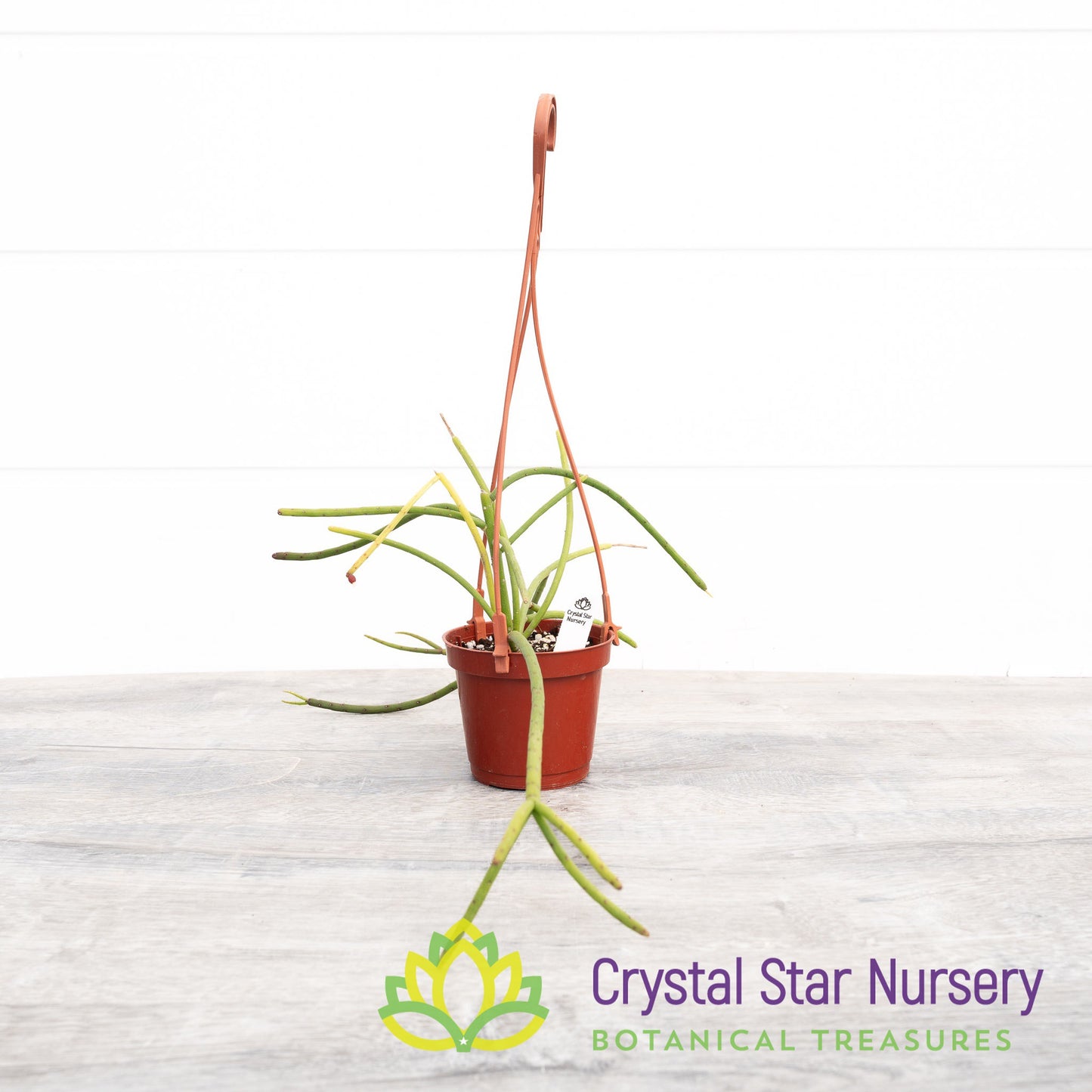 Rhipsalis Baccifera (Pink Fruit)