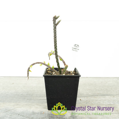 Rhipsalis baccifera subsp. horrida