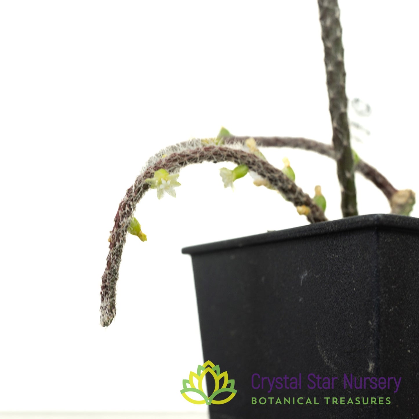 Rhipsalis baccifera subsp. horrida
