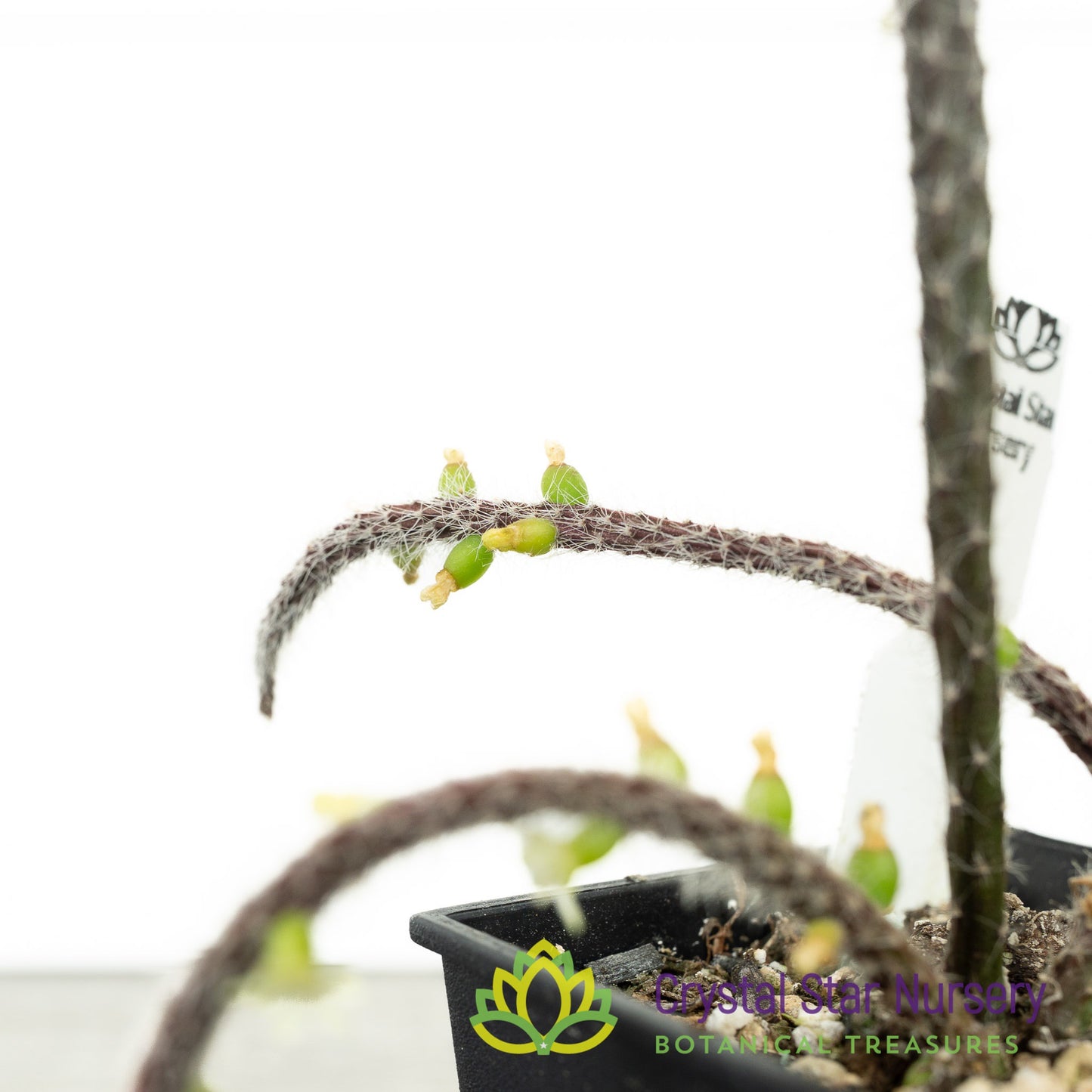 Rhipsalis baccifera subsp. horrida
