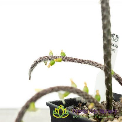 Rhipsalis baccifera subsp. horrida