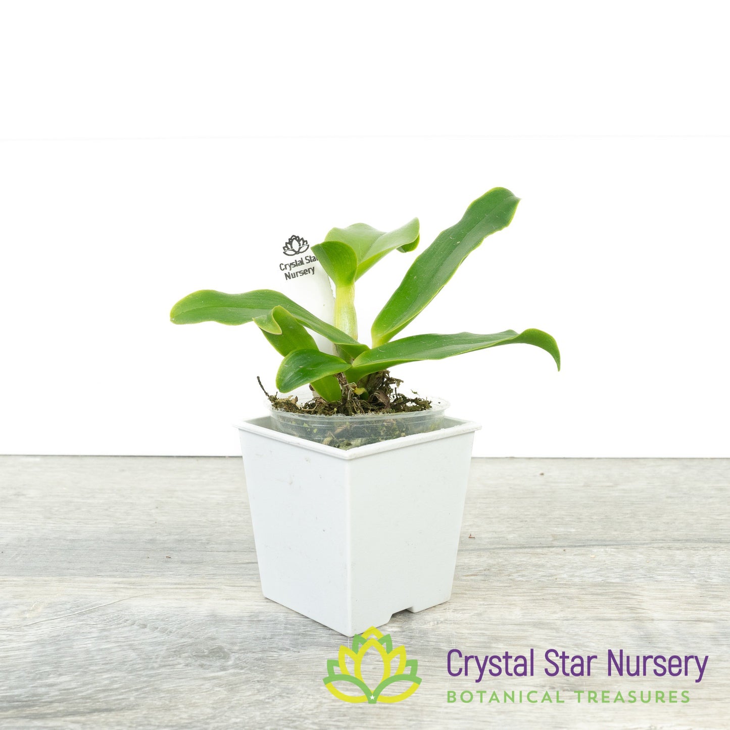 Rhyncattleanthe Nakornchaisri Star Bright x Cattlianthe Little Fairy (VAX50)