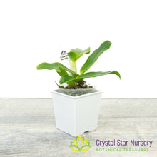 Rhyncattleanthe Nakornchaisri Star Bright x Cattlianthe Little Fairy (VAX50)