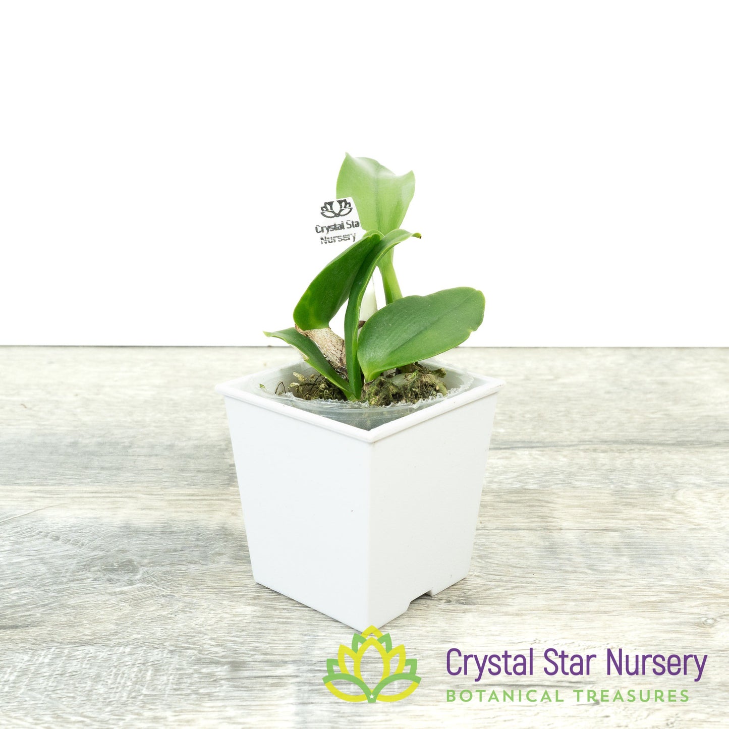 Rhyncattleanthe Nakornchaisri Star Bright x Cattlianthe Varut Startrack (VAX49)