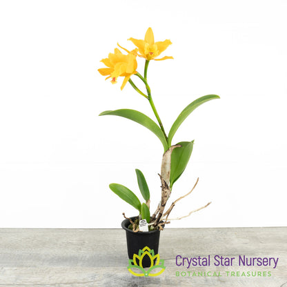Rhyncattleanthe Netrasiri Starbright x Kauai Starbright (STC-512)