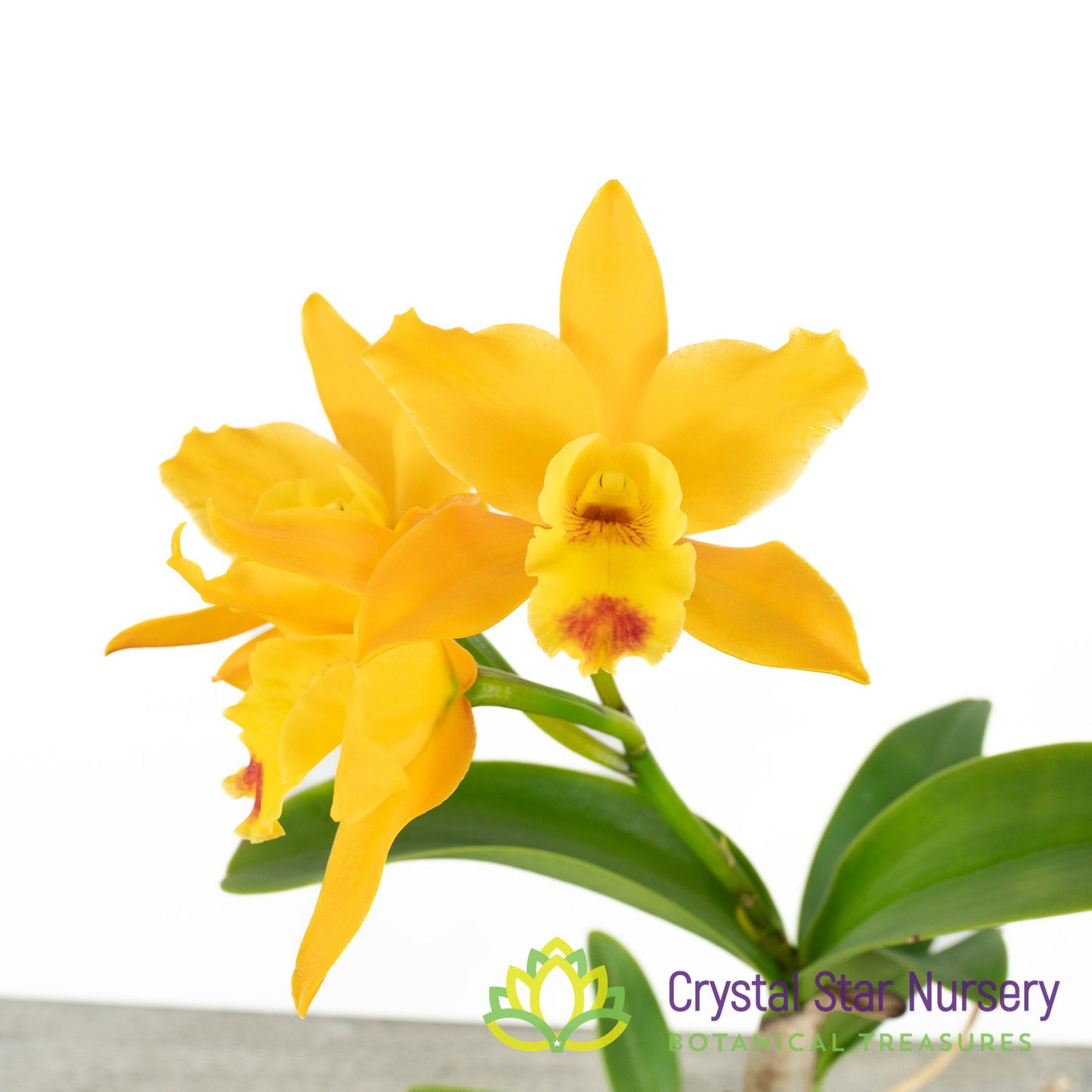 Rhyncattleanthe Netrasiri Starbright x Kauai Starbright (STC-512)