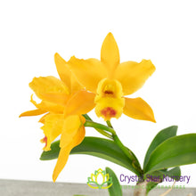 Rhyncattleanthe Netrasiri Starbright x Kauai Starbright (STC-512)