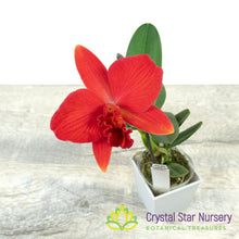 Rhyncholaeliocattleya Ability Red 'Sunset Memory' SM/JOGA