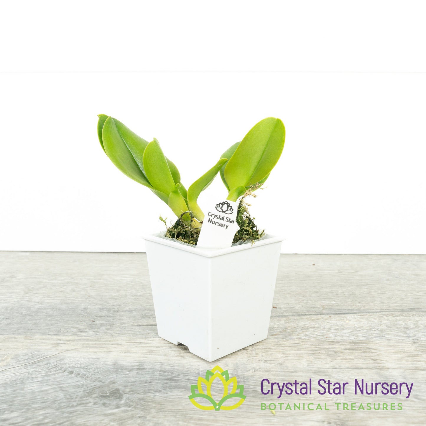 Rhyncholaeliocattleya Amazing Siam 'Little Star' (272)