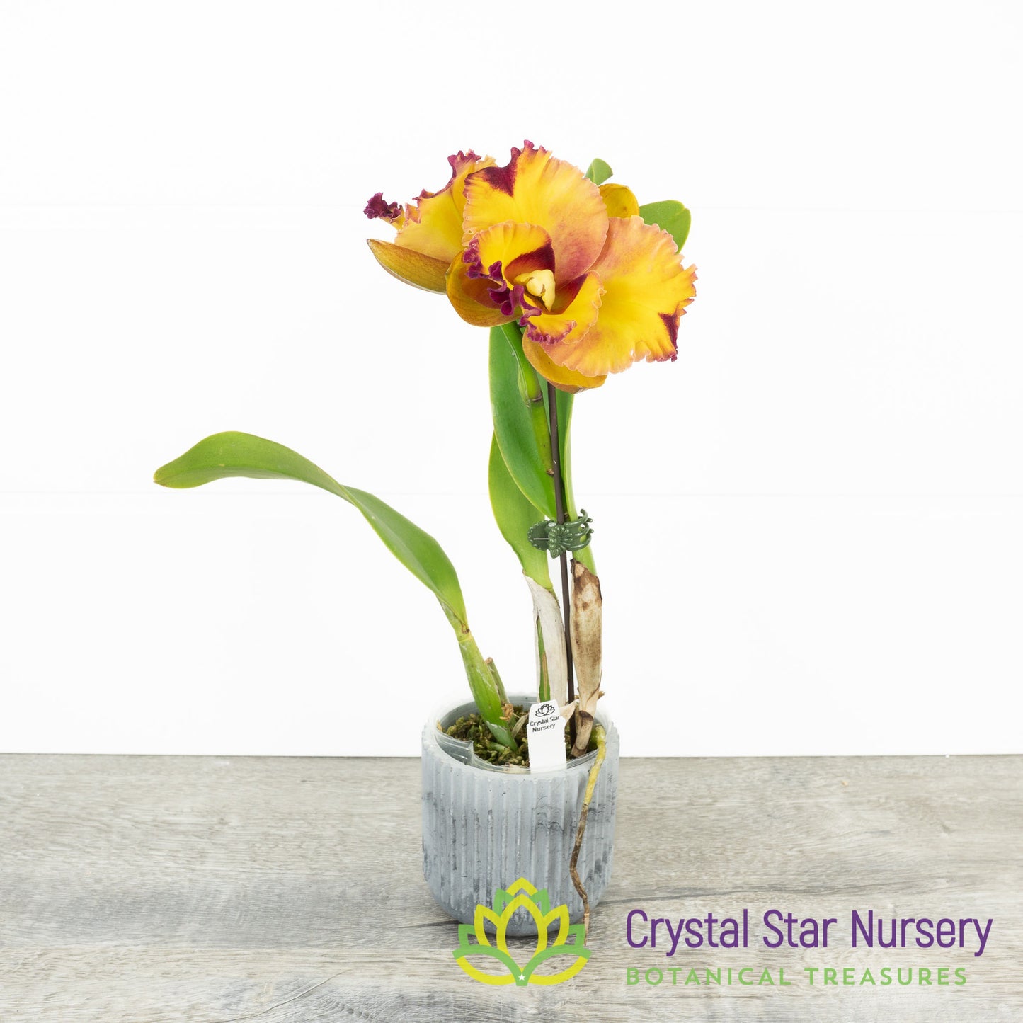 Rhyncholaeliocattleya Chaweewan Fancy