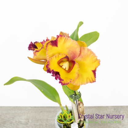 Rhyncholaeliocattleya Chaweewan Fancy