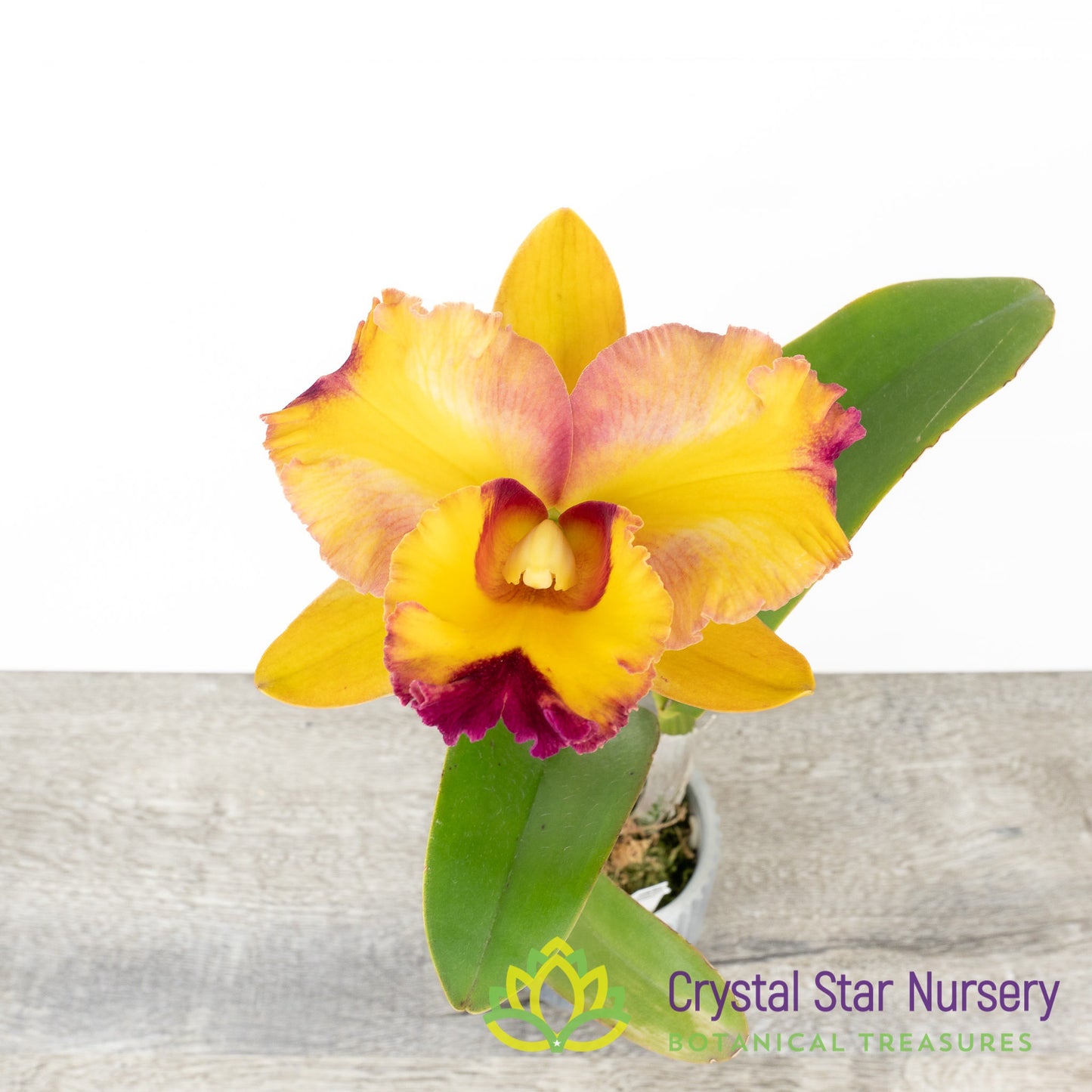 Rhyncholaeliocattleya Chaweewan Fancy