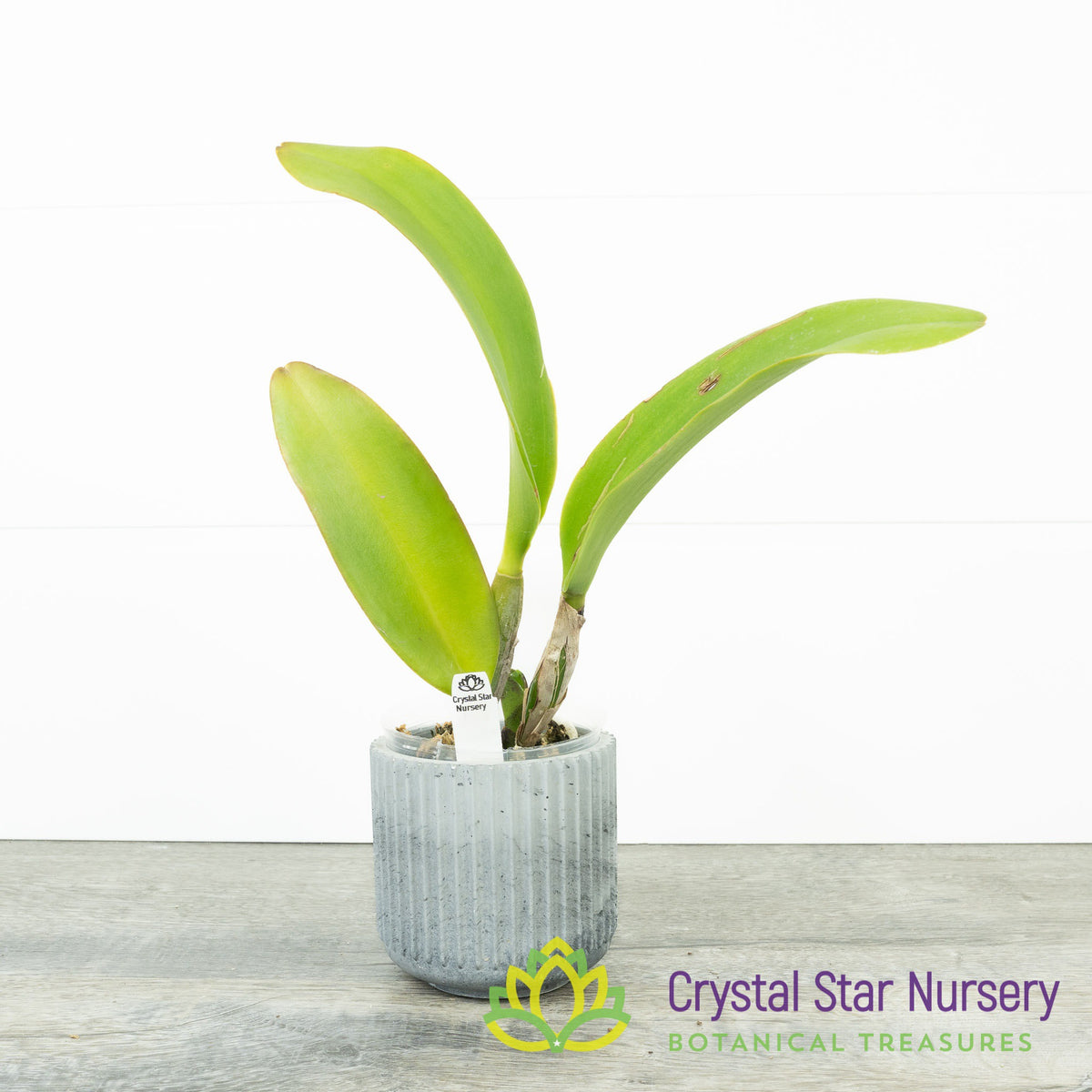 Rhyncholaeliocattleya Chaweewan Fancy
