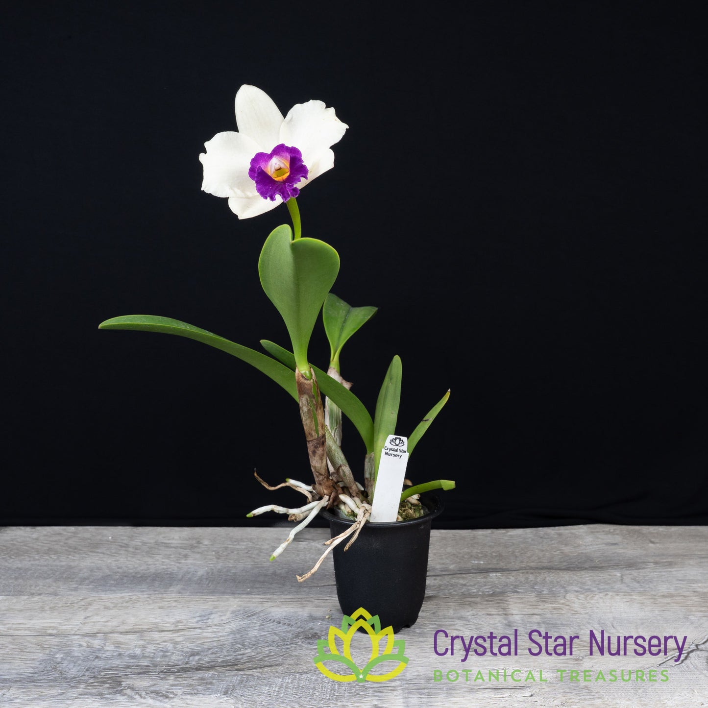 Rhyncholaeliocattleya Chunfong Rainbow ' Red In Snow'