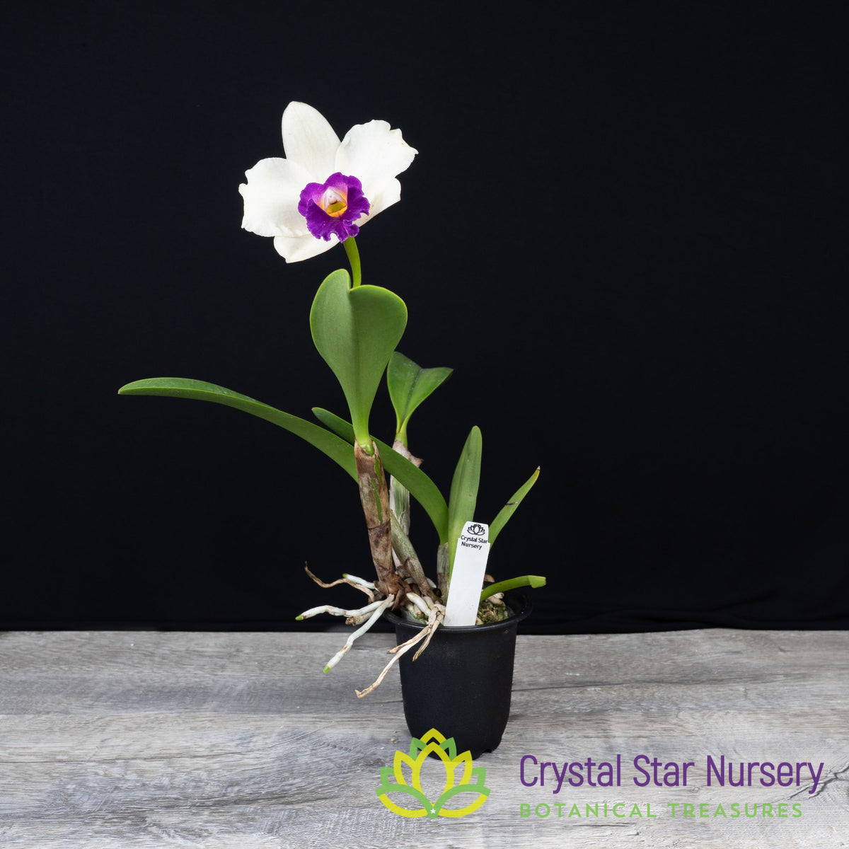 Rhyncholaeliocattleya Chunfong Rainbow &#39; Red In Snow&#39;