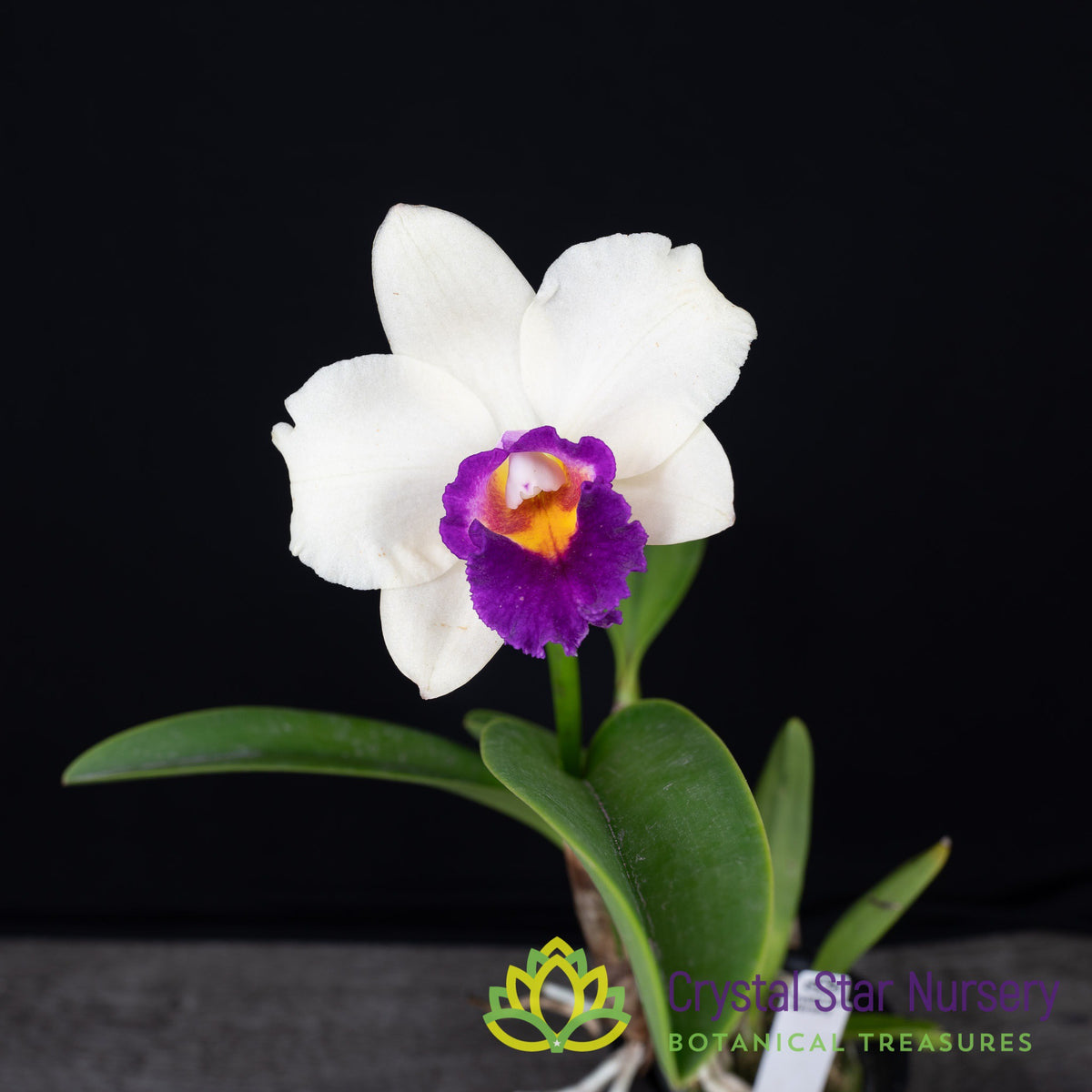 Rhyncholaeliocattleya Chunfong Rainbow &#39; Red In Snow&#39;