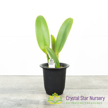 Rhyncholaeliocattleya Dick Smith 'Paradise' (YD02)
