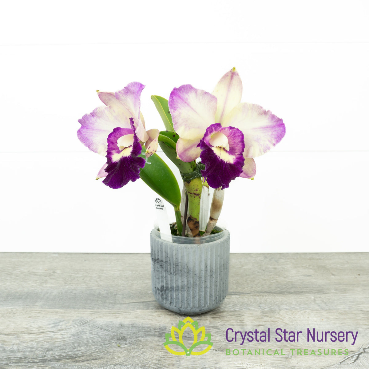 Rhyncholaeliocattleya Ho Hsing Walker (H)