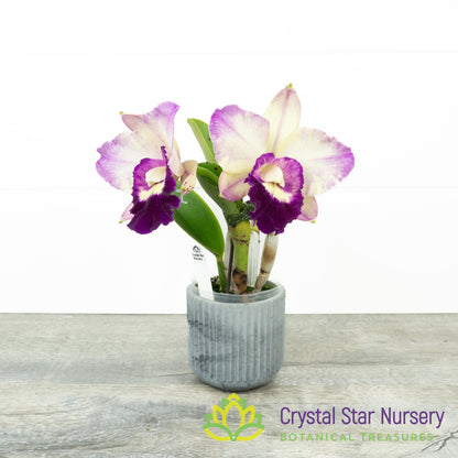 Rhyncholaeliocattleya Ho Hsing Walker (H)