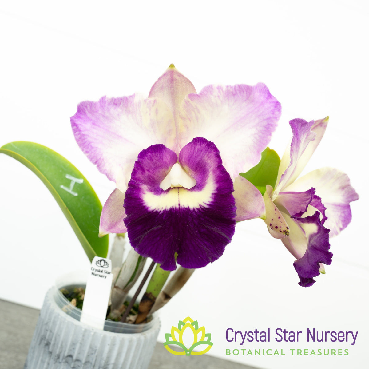 Rhyncholaeliocattleya Ho Hsing Walker (H)