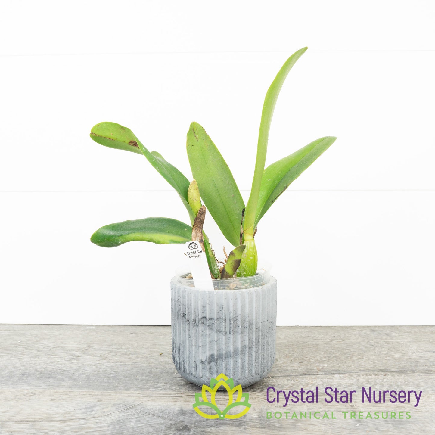 Rhyncholaeliocattleya Lady Gaga 'Paparazzi'