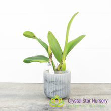 Rhyncholaeliocattleya Lady Gaga 'Paparazzi'