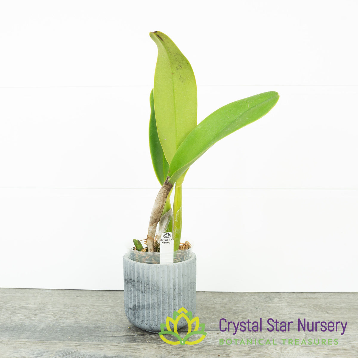 Rhyncholaeliocattleya Nakornchaisri Delight #3