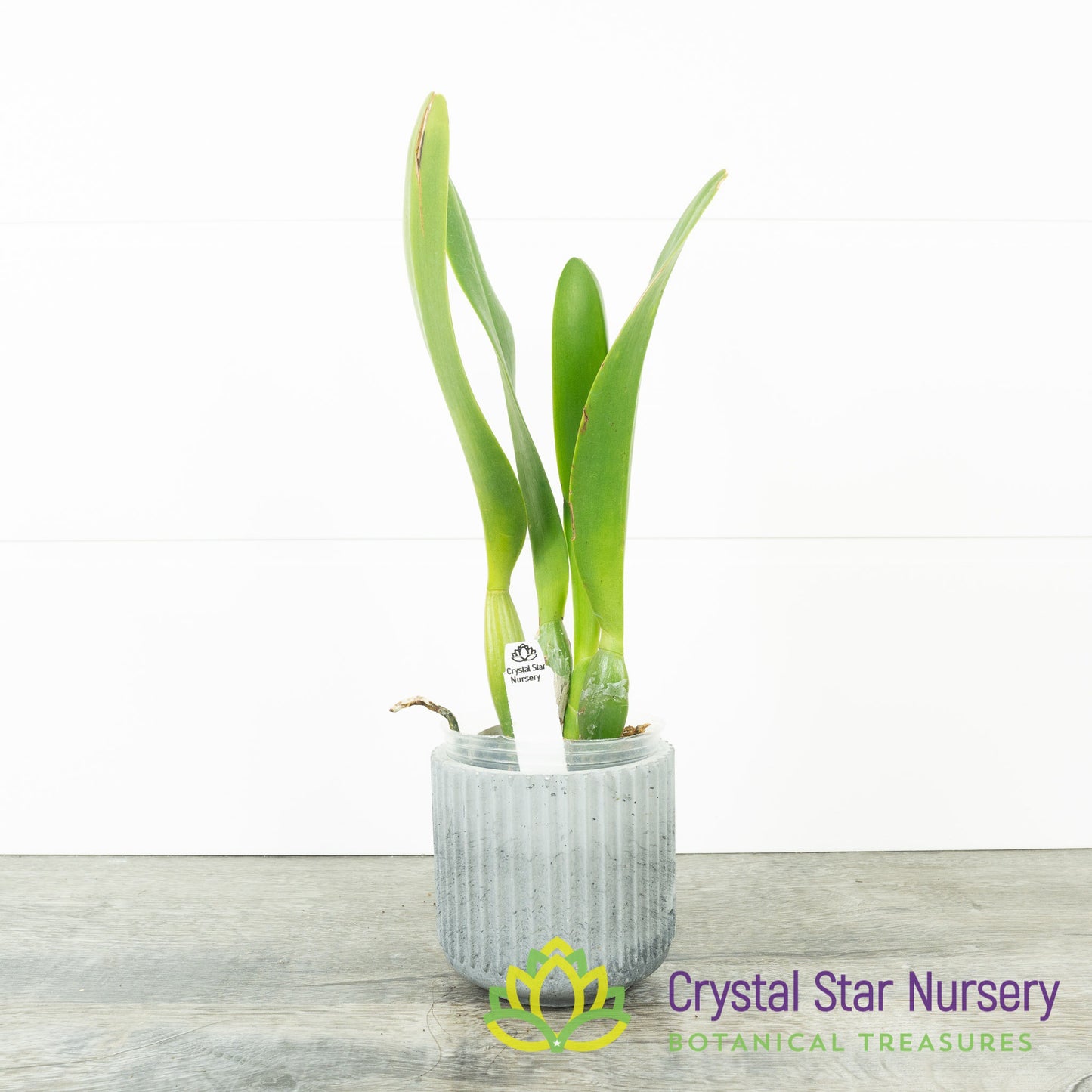 Rhyncholaeliocattleya Shinaphat 'White Swan'