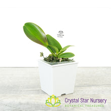 Rhyncholaeliocattleya Siam Red