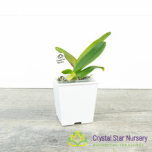 Rhyncholaeliocattleya Thaksina Rose 'Taylor Sweet' (278)