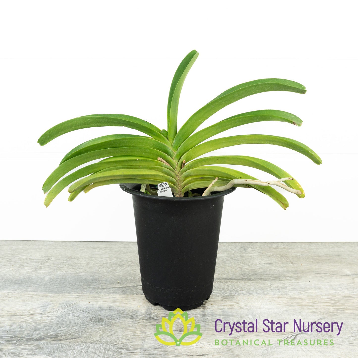 Rhynchostylis coelestis 'Blue' (Clt BL)