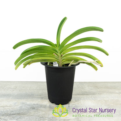 Rhynchostylis coelestis 'Blue' (Clt BL)